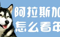 阿拉斯加犬怎么看年龄