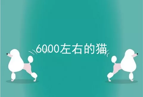 6000左右的猫