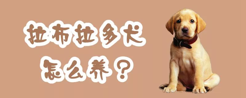 拉布拉多犬怎么养