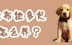 拉布拉多犬怎么养