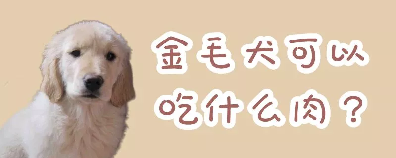 金毛犬可以吃什么肉