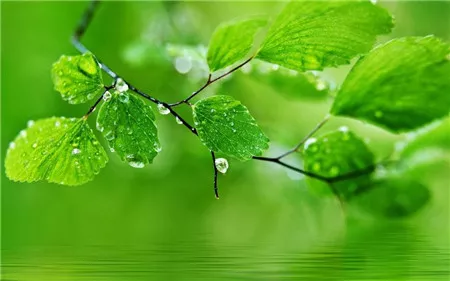 百合花种子怎么种植方法