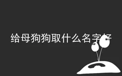 给母狗狗取什么名字好