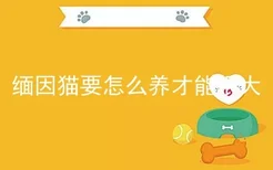 缅因猫要怎么养才能很大