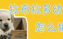 拉布拉多幼犬怎么挑选