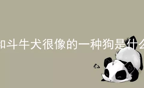 和斗牛犬很像的一种狗是什么