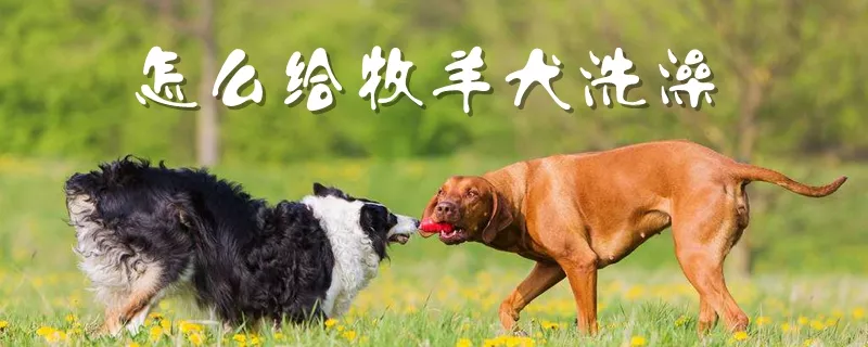 怎么给牧羊犬洗澡