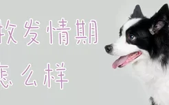 边牧发情期会怎么样