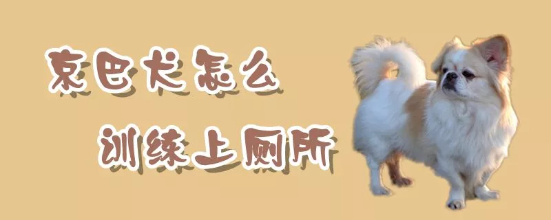 京巴犬怎么训练上厕所