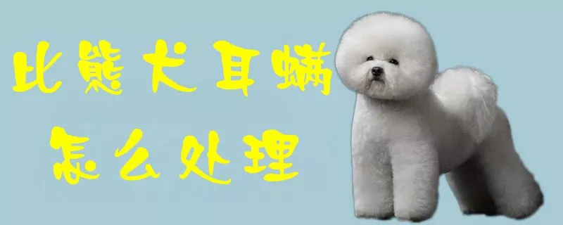 比熊犬耳螨怎么处理1