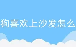 狗狗喜欢上沙发怎么办