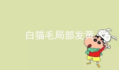 白猫毛局部发黄