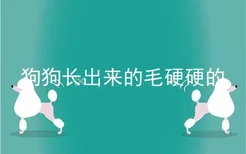 狗狗长出来的毛硬硬的