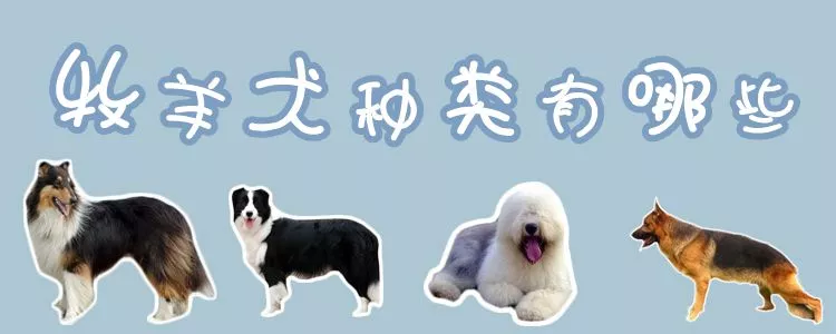 牧羊犬种类有哪些