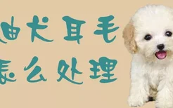 泰迪犬耳毛怎么处理