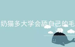 奶猫多大学会舔自己的毛