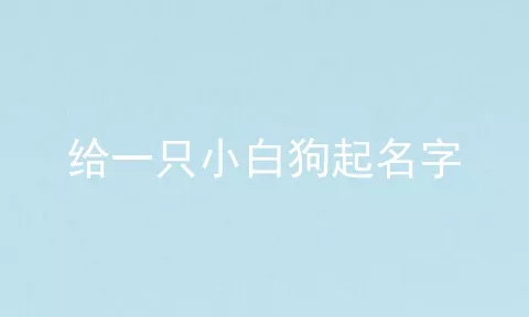 给一只小白狗起名字