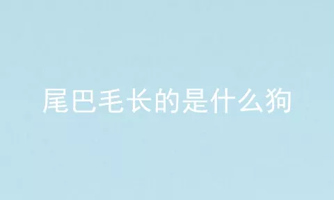 尾巴毛长的是什么狗