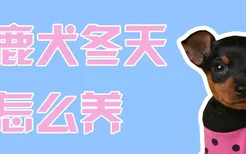 小鹿犬冬天要怎么养