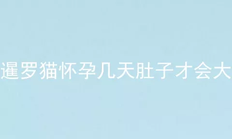 暹罗猫怀孕几天肚子才会大