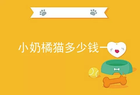 小奶橘猫多少钱一只