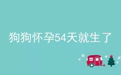 狗狗怀孕54天就生了