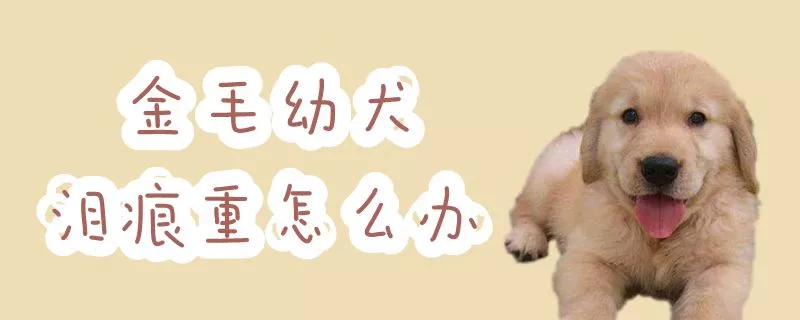 金毛幼犬泪痕重怎么办