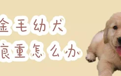 金毛幼犬泪痕重怎么办