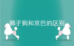 狮子狗和京巴的区别