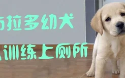 拉布拉多幼犬怎么训练上厕所