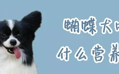 蝴蝶犬吃什么营养品