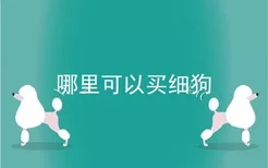 哪里可以买细狗