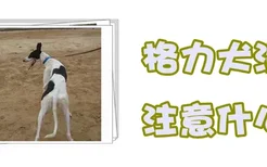 格力犬洗澡注意什么