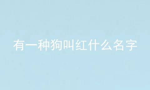 有一种狗叫红什么名字