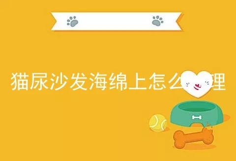 猫尿沙发海绵上怎么处理