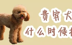 贵宾犬什么时候换牙