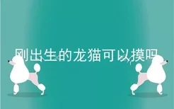 刚出生的龙猫可以摸吗