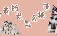 哈士奇幼犬怎么挑选