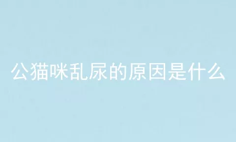 公猫咪乱尿的原因是什么