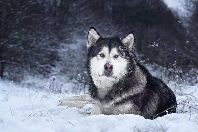 阿拉斯加犬怎么看纯不纯