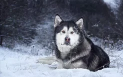 阿拉斯加犬怎么看纯不纯