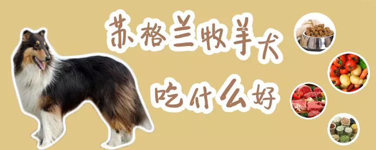 苏格兰牧羊犬吃什么好