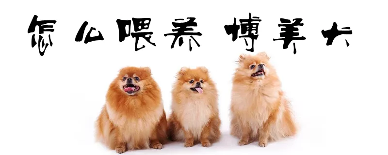 怎么喂养博美犬