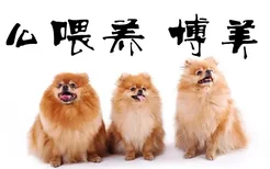 怎么喂养博美犬