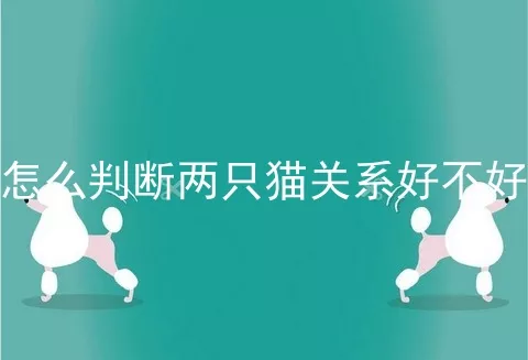 怎么判断两只猫关系好不好