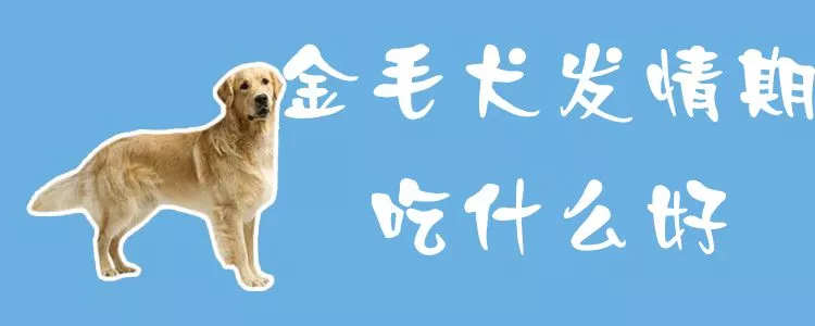 金毛犬发情期吃什么好1