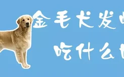 金毛犬发情期吃什么好