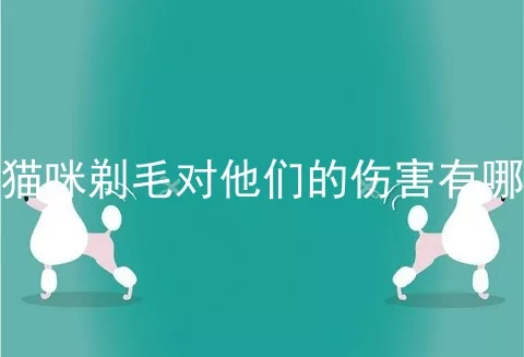 给猫咪剃毛对他们的伤害有哪些