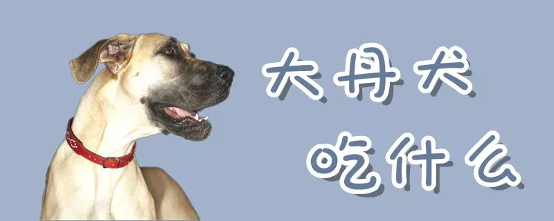 大丹犬吃什么