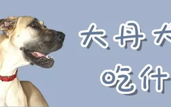 大丹犬吃什么